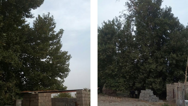 درخت چنار کنسال در روستای کردیان باخرز